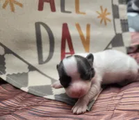 Pip, a female Papillon for sale in New Kent, VA – 2 of 5