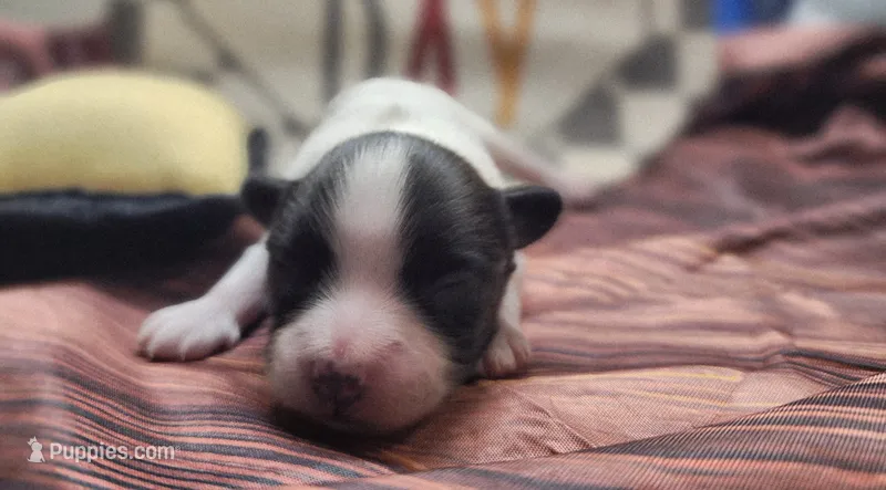 Mistletoe – Papillon puppy for sale in New Kent, VA
