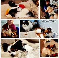 Alpine, a male Papillon for sale in New Kent, VA – 4 of 5