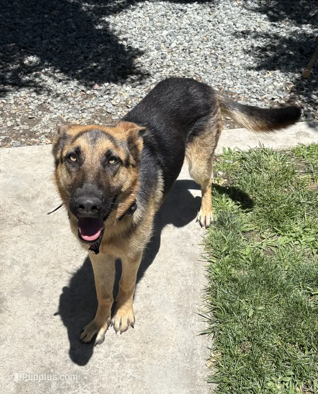 Kali – German Shepherd Dog puppy for sale in Modesto, CA