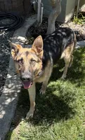 Kali, a female German Shepherd Dog for sale in Modesto, CA – 4 of 4