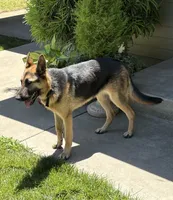 Kali, a female German Shepherd Dog for sale in Modesto, CA – 3 of 4