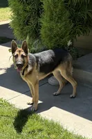 Kali, a female German Shepherd Dog for sale in Modesto, CA – 2 of 4