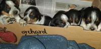 Pippy girl, a female Australian Cattle Dog and Beagle for sale in Massillon, OH – 4 of 4