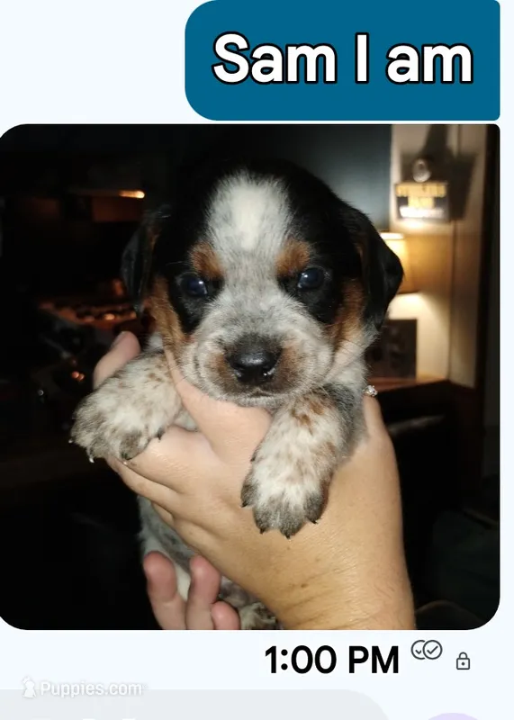 Sam I am – Australian Cattle Dog, Beagle puppy for sale in Massillon, OH