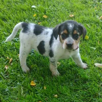 Miss Pickles Tiny!, a female Australian Cattle Dog and Beagle for sale in Massillon, OH – 3 of 4