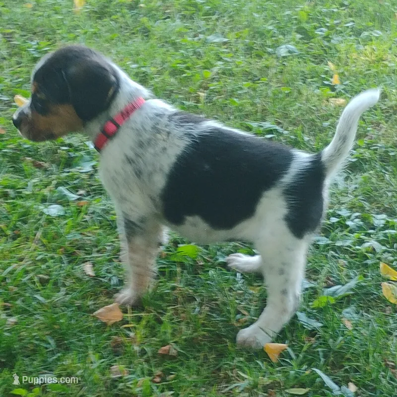 Miss Pickles Tiny!, a female Australian Cattle Dog and Beagle for sale in Massillon, OH – 1 of 4