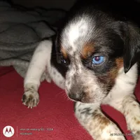 Skylar, a male Australian Cattle Dog and Beagle for sale in Massillon, OH – 1 of 3