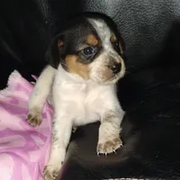 Miss Puckles, a female Australian Cattle Dog and Beagle for sale in Massillon, OH – 2 of 3