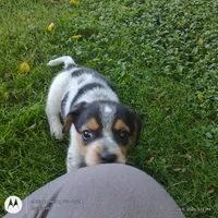 Miss Pickles Tiny!, a female Australian Cattle Dog and Beagle for sale in Massillon, OH – 4 of 4