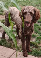 Etta, a female Poodle - Standard  for sale in Massillon, OH – 3 of 3