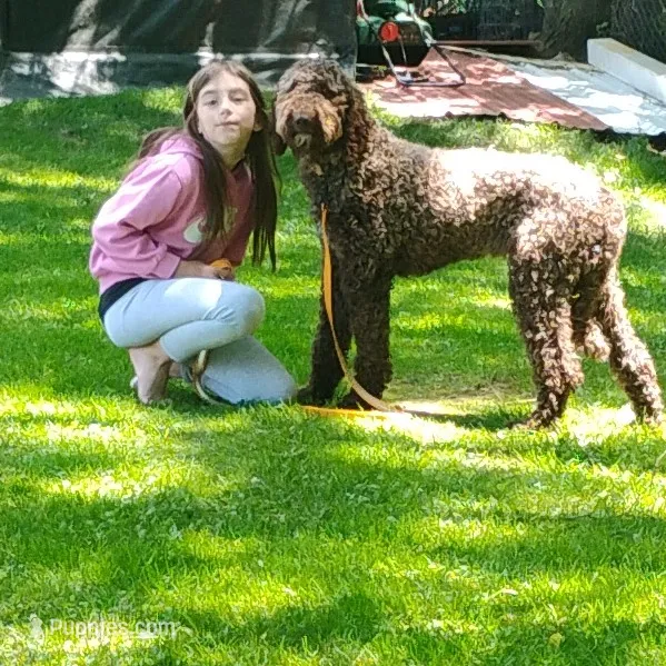 Etta – Poodle - Standard  puppy for sale in Massillon, OH