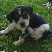 Haus, a male Australian Cattle Dog and Beagle for sale in Massillon, OH – 2 of 4