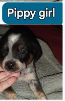 Pippy girl, a female Australian Cattle Dog and Beagle for sale in Massillon, OH – 2 of 4