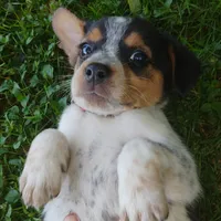 Miss Pickles Tiny!, a female Australian Cattle Dog and Beagle for sale in Massillon, OH – 2 of 4