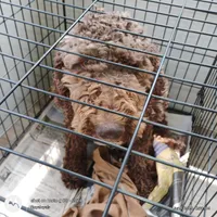 Etta, a female Poodle - Standard  for sale in Massillon, OH – 2 of 3
