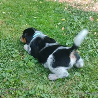Haus, a male Australian Cattle Dog and Beagle for sale in Massillon, OH – 4 of 4