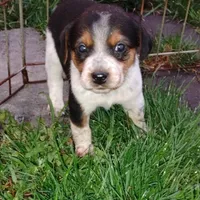 Snoopy, a male Australian Cattle Dog and Beagle for sale in Massillon, OH – 2 of 5
