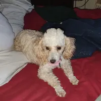 Toy Miss Pearl, a female Poodle - Toy  for sale in Massillon, OH – Photo 1 of 4