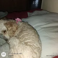 Toy Miss Pearl, a female Poodle - Toy  for sale in Massillon, OH – Photo 3 of 4