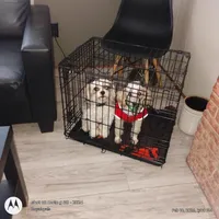 Toy Miss Pearl, a female Poodle - Toy  for sale in Massillon, OH – Photo 4 of 4