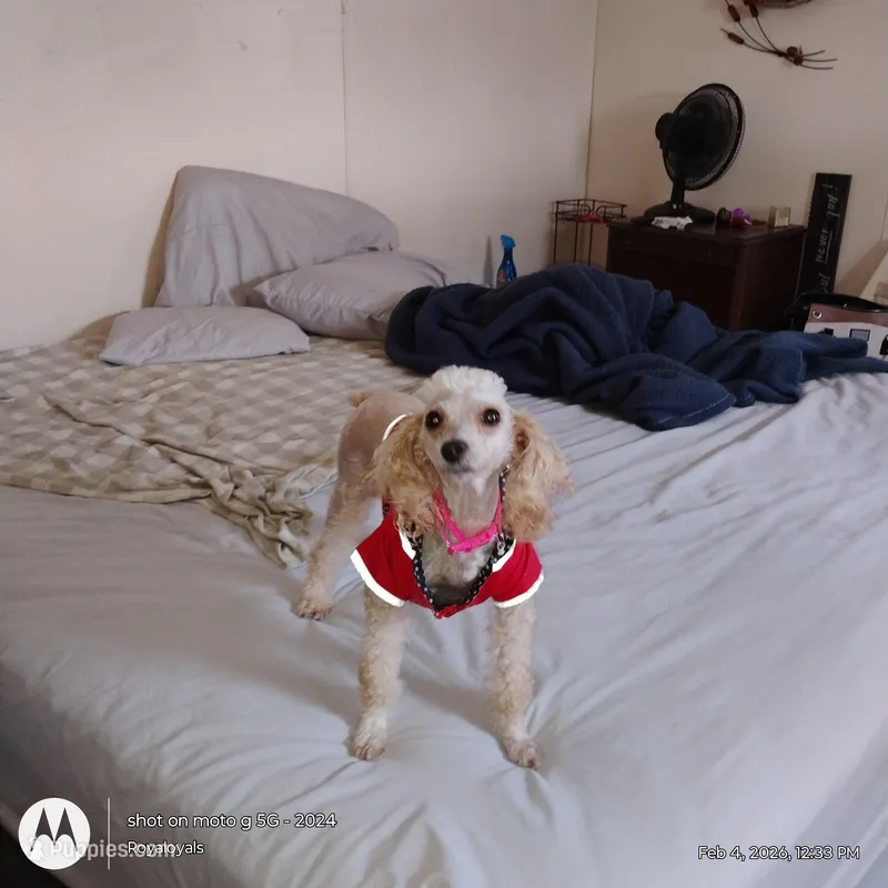 TOY, HOUSE TRAINED  – Poodle - Toy  puppy for sale in Massillon, OH