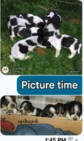 Sam I am, a male Australian Cattle Dog and Beagle for sale in Massillon, OH – 4 of 5