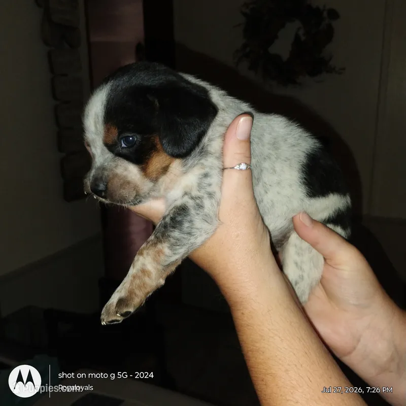 Sam I am – Australian Cattle Dog, Beagle puppy for sale in Massillon, OH
