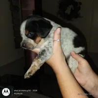 Sam I am, a male Australian Cattle Dog and Beagle for sale in Massillon, OH – 1 of 5