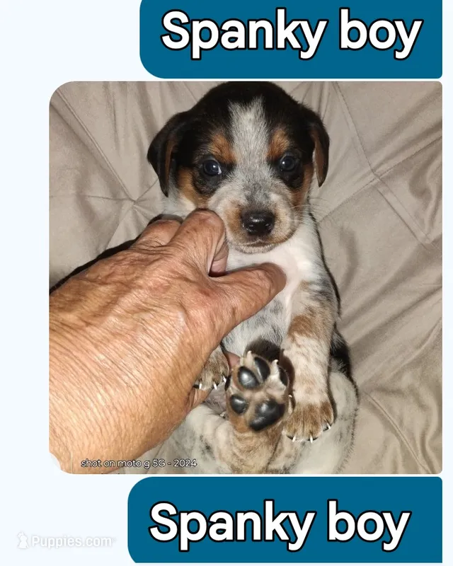 Spanky – Australian Cattle Dog, Beagle puppy for sale in Massillon, OH