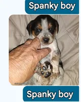 Spanky, a male Australian Cattle Dog and Beagle for sale in Massillon, OH – 1 of 4