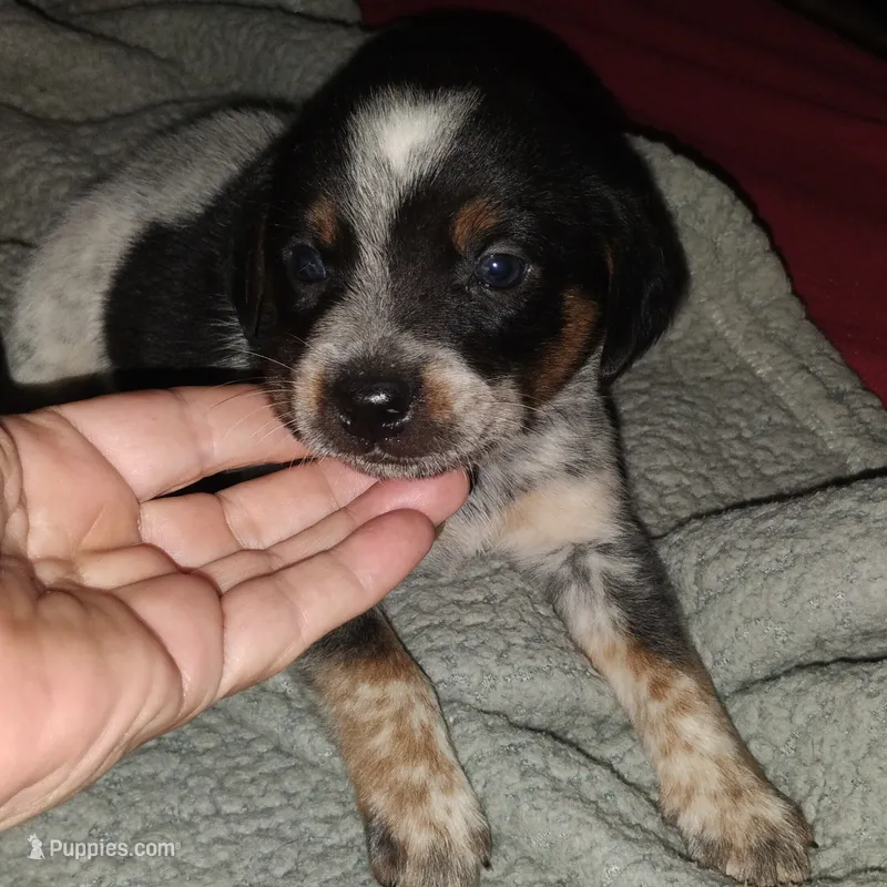 Pippy – Beagle puppy for sale in Massillon, OH
