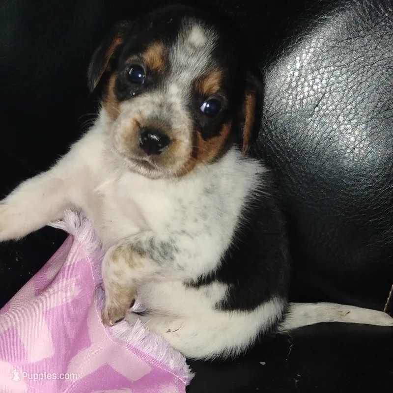 Miss Puckles – Australian Cattle Dog, Beagle puppy for sale in Massillon, OH