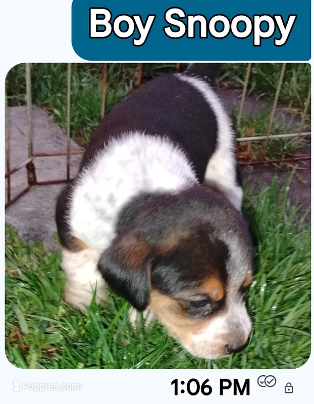 Snoopy – Australian Cattle Dog, Beagle puppy for sale in Massillon, OH
