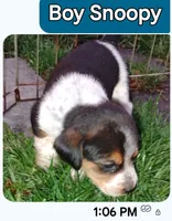 Snoopy, a male Australian Cattle Dog and Beagle for sale in Massillon, OH – 1 of 5