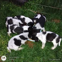 Skylar, a male Australian Cattle Dog and Beagle for sale in Massillon, OH – 2 of 3