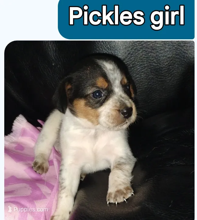Pickles – Australian Cattle Dog, Beagle puppy for sale in Massillon, OH