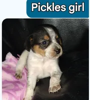 Pickles, a female Australian Cattle Dog and Beagle for sale in Massillon, OH – 1 of 5
