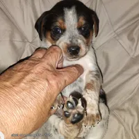 Spanky, a male Australian Cattle Dog and Beagle for sale in Massillon, OH – 4 of 4