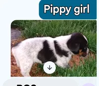 Pippy girl, a female Australian Cattle Dog and Beagle for sale in Massillon, OH – 3 of 4