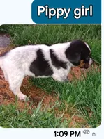 Snoopy, a male Australian Cattle Dog and Beagle for sale in Massillon, OH – 3 of 5
