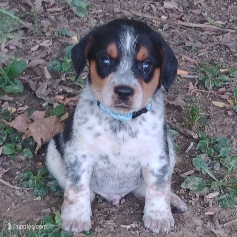 Haus – Australian Cattle Dog, Beagle puppy for sale in Massillon, OH