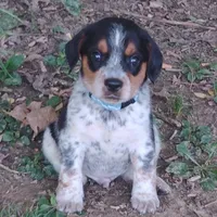 Haus, a male Australian Cattle Dog and Beagle for sale in Massillon, OH – 1 of 4