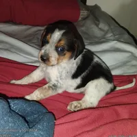 Spanky, a male Australian Cattle Dog and Beagle for sale in Massillon, OH – 2 of 4