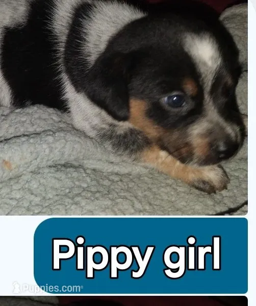Pippy girl – Australian Cattle Dog, Beagle puppy for sale in Massillon, OH