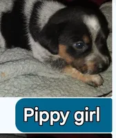 Pippy girl, a female Australian Cattle Dog and Beagle for sale in Massillon, OH – 1 of 4