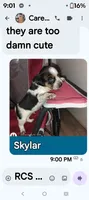 Skylar, a male Australian Cattle Dog and Beagle for sale in Massillon, OH – 3 of 5