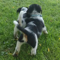 Haus, a male Australian Cattle Dog and Beagle for sale in Massillon, OH – 3 of 4