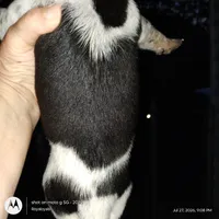 Skylar, a male Australian Cattle Dog and Beagle for sale in Massillon, OH – 4 of 5