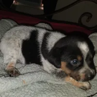 Pippy, a female Beagle for sale in Massillon, OH – 2 of 4